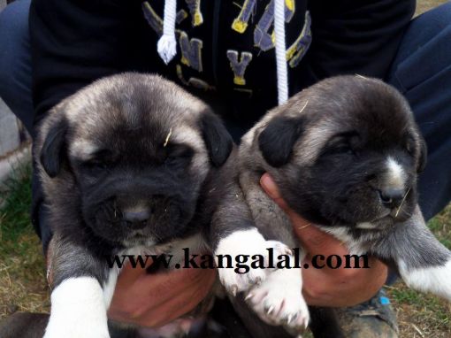  KANGAL KÖPEK YAVRULARI